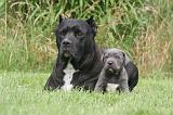 CANE CORSO 1283